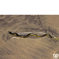 زیرخانواده مارهای دریایی Sea snakes